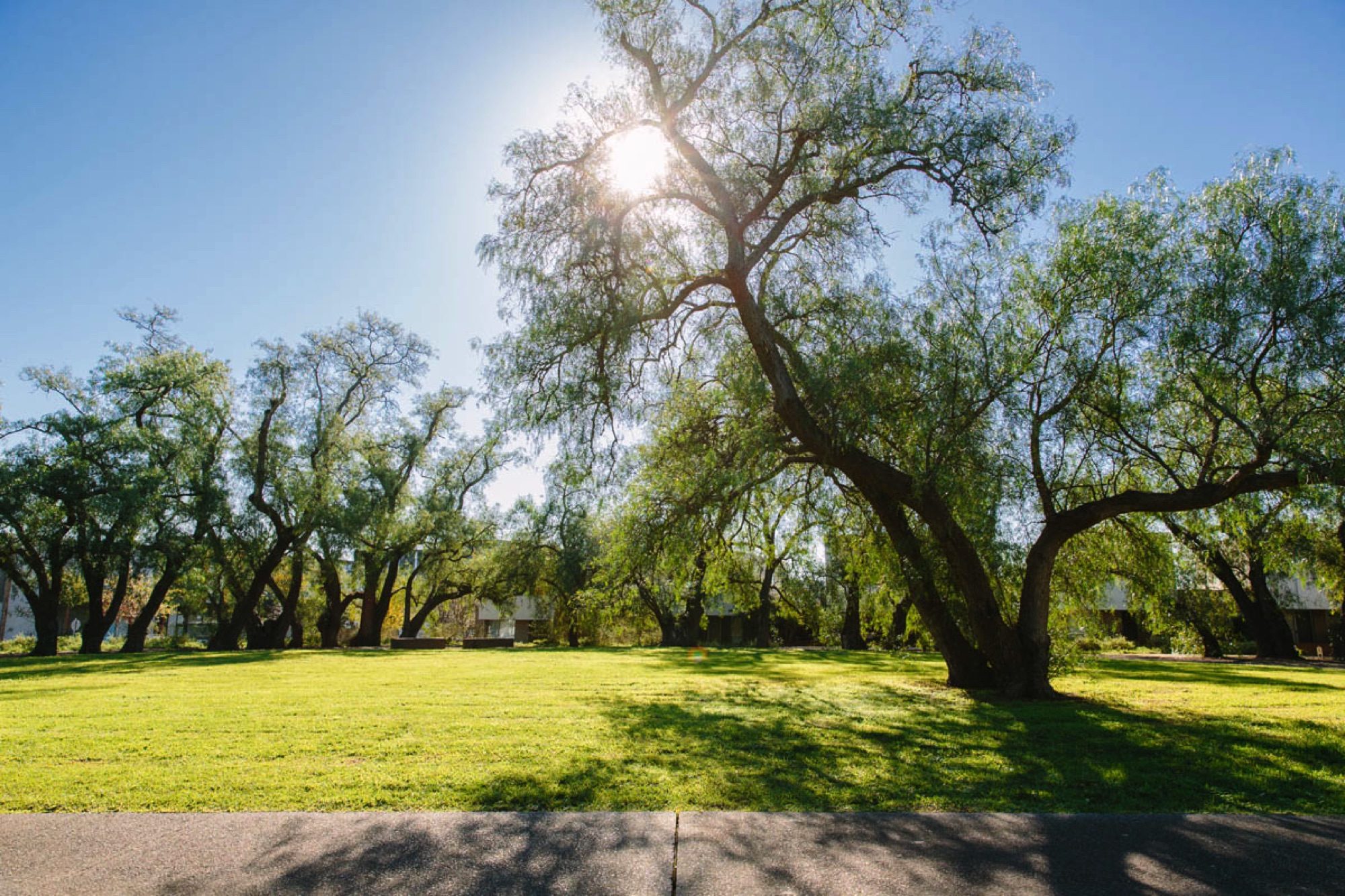 University Hill Wetlands